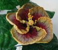 Tahitian Purple Passion