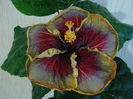 Tahitian Purple Passion6