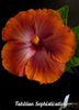 Tahitian Sophistication