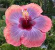 Tahitian_Violet_Sun