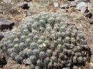 SAN DIMAS MUNICIPALITY   DURANGO MEXIC ,  FEROCACTUSI COLONIE   LUAT DE PE NET