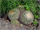 TLAHUAC, FEDEREAL DISTRICT            LUAT DE PE NET                , MEXIC  MAMMILLARIA.jpg1