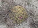ECHINOCEREUS   SALTILLO             LUAT DE PE NET