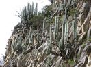 METZTITLAN  HIDALGO MEXIC ... PERETE CU  MAMMILLARIA FEROCACTUSI  SI CEREUSI