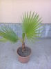 P10-WASHINGTONIA 3ani