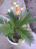 P19 CYCAS 7ani
