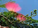 Floare albizia julibrissin - poza net