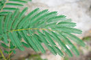 Albizia julibrissin