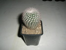 Notocactus scopa - 04.02