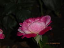 P1010177
