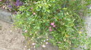 P1000435