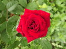 DSCF4371