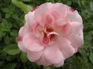 DSCF4409