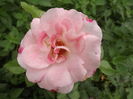 DSCF4408