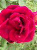 DSCF4410