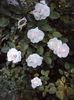 DSC07876