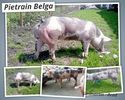 Pedigree Pietrain Pigs - Sanmartin Arad Romania - Pietrain Belga - Rasa pura - Top