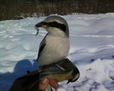 shrike with green tit