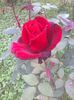 WIN_20151025_112359