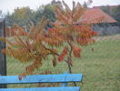 rhus typhina