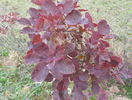 cotinus Royal Purple
