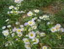 erigeron annuus