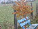rhus typhina