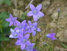 campanula patula