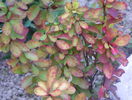 berberis Maria