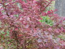 berberis Golden Ring