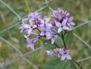 syringa chinensis