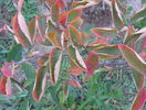 amelanchier lamarckii