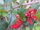 chaenomeles Firedance