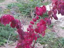 euonymus alatus