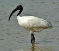 ibis-cap-negru