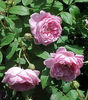 alan titchmarsh 120
