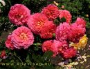 christopher_marlowe 90