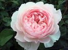 Rose-Gentle-Hermione 120
