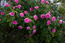 gertrude jekyll 120-185