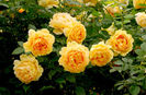 golden celebration 120-150