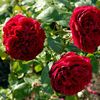 l d braithwaithe 105