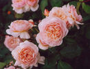 sweet juliett 105-150