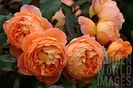 LADY_EMMA_HAMILTON 120