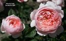 the alnwich rose 120