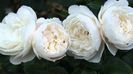 william and catherine 120