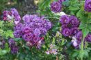 rhapsody in blue