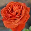 85016_rosa_brown_velvet_ms-1a