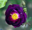 royal_celebration_INT_1536_0