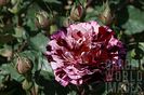 _ROSA_NEW_IMAGINE_ROSE_DORMELO_BREEDER__DORIEUX_2004