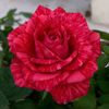 red intuition